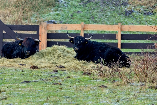 Schotse_hooglander_Scottish_Highland_cattle_Dutch_nature_the_Netherlands_Landscape_Photography_044_Canon_EOS_5D_Mark_IV.JPG
