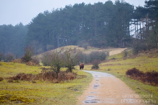 Schotse_hooglander_Scottish_Highland_cattle_Dutch_nature_the_Netherlands_Landscape_Photography_045_Canon_EOS_5D_Mark_IV.JPG
