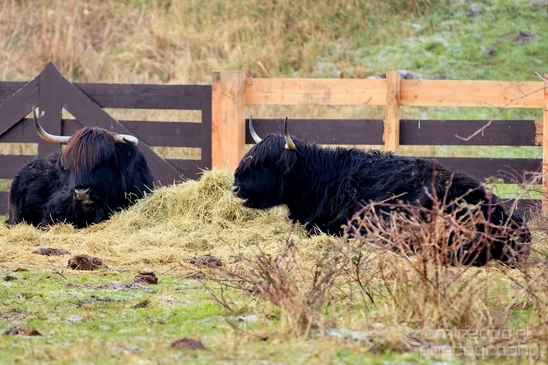 Schotse_hooglander_Scottish_Highland_cattle_Dutch_nature_the_Netherlands_Landscape_Photography_046_Canon_EOS_5D_Mark_IV.JPG