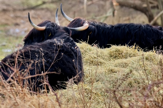 Schotse_hooglander_Scottish_Highland_cattle_Dutch_nature_the_Netherlands_Landscape_Photography_047_Canon_EOS_5D_Mark_IV.JPG