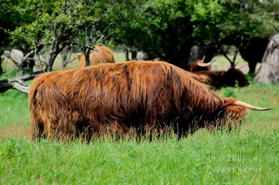 Schotse_hooglander_Scottish_Highland_cattle_Dutch_nature_the_Netherlands_Landscape_Photography_049_Canon_EOS_5D_Mark_IV.JPG