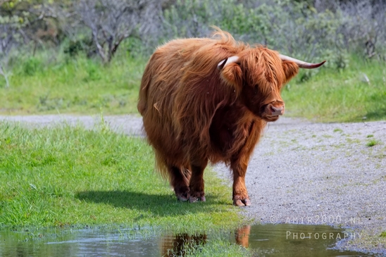 Schotse_hooglander_Scottish_Highland_cattle_Dutch_nature_the_Netherlands_Landscape_Photography_050_Canon_EOS_5D_Mark_IV.JPG