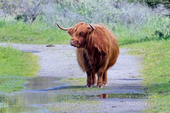 Schotse_hooglander_Scottish_Highland_cattle_Dutch_nature_the_Netherlands_Landscape_Photography_051_Canon_EOS_5D_Mark_IV.JPG