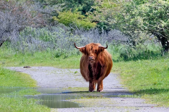 Schotse_hooglander_Scottish_Highland_cattle_Dutch_nature_the_Netherlands_Landscape_Photography_052_Canon_EOS_5D_Mark_IV.JPG
