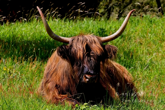 Schotse_hooglander_Scottish_Highland_cattle_Dutch_nature_the_Netherlands_Landscape_Photography_053_Canon_EOS_5D_Mark_IV.JPG