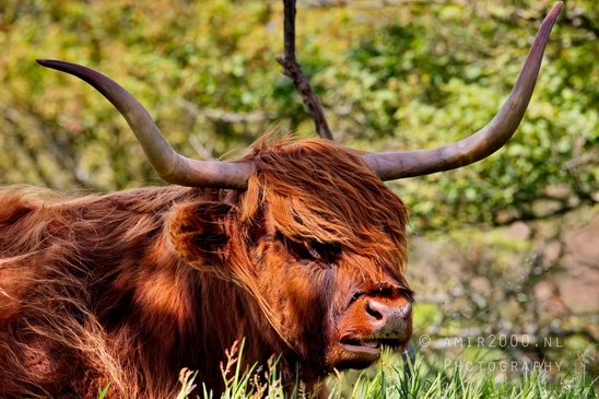 Schotse_hooglander_Scottish_Highland_cattle_Dutch_nature_the_Netherlands_Landscape_Photography_054_Canon_EOS_5D_Mark_IV.JPG