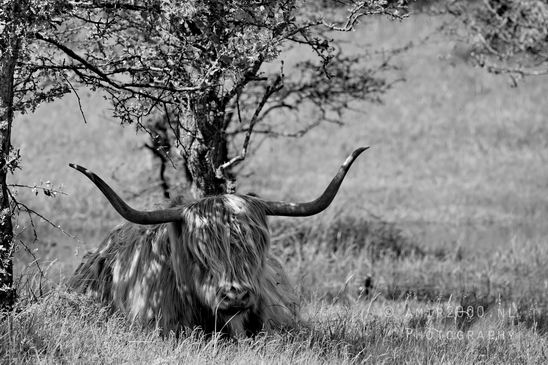 Schotse_hooglander_Scottish_Highland_cattle_Dutch_nature_the_Netherlands_Landscape_Photography_055_Canon_EOS_5D_Mark_IV.JPG