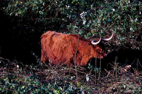 Scottish_Highland_cattle_Dutch_nature_the_Netherlands_Landscape_Photography_002_Canon_EOS_5D_Mark_IV.JPG