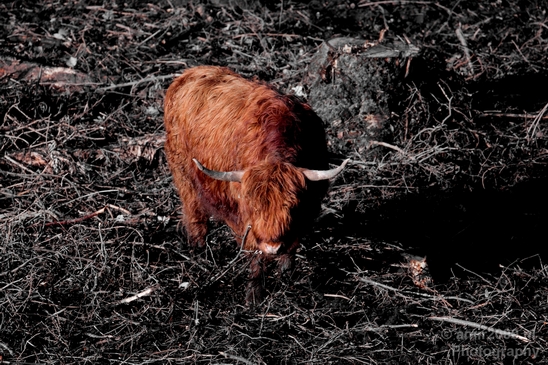 Scottish_Highland_cattle_Dutch_nature_the_Netherlands_Landscape_Photography_005_Canon_EOS_5D_Mark_IV.JPG