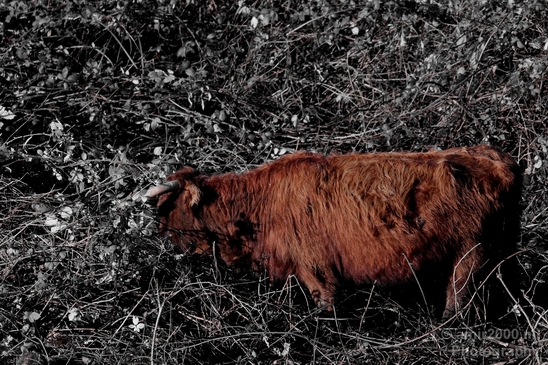Scottish_Highland_cattle_Dutch_nature_the_Netherlands_Landscape_Photography_006_Canon_EOS_5D_Mark_IV.JPG