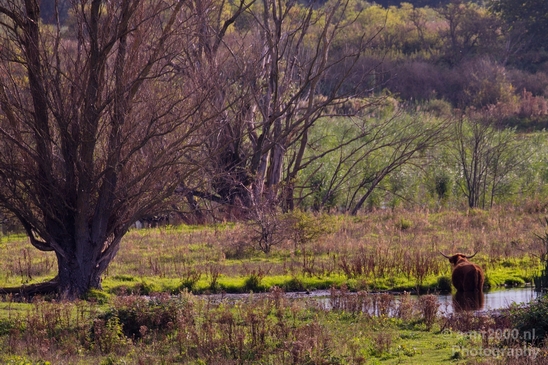 Scottish_Highland_cattle_Dutch_nature_the_Netherlands_Landscape_Photography_007_Canon_EOS_5D_Mark_IV.JPG
