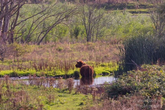 Scottish_Highland_cattle_Dutch_nature_the_Netherlands_Landscape_Photography_008_Canon_EOS_5D_Mark_IV.JPG