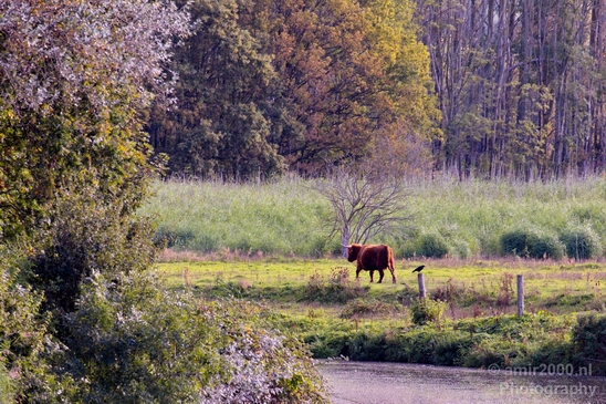 Scottish_Highland_cattle_Dutch_nature_the_Netherlands_Landscape_Photography_009_Canon_EOS_5D_Mark_IV.JPG