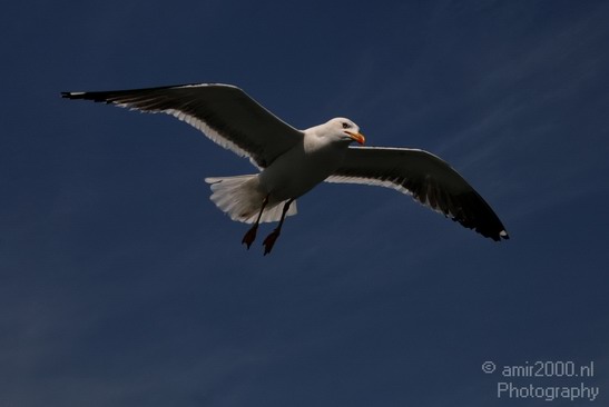 Seagull_Nature_Landscape_Photography_001_Canon_EOS_400D_DIGITAL.JPG