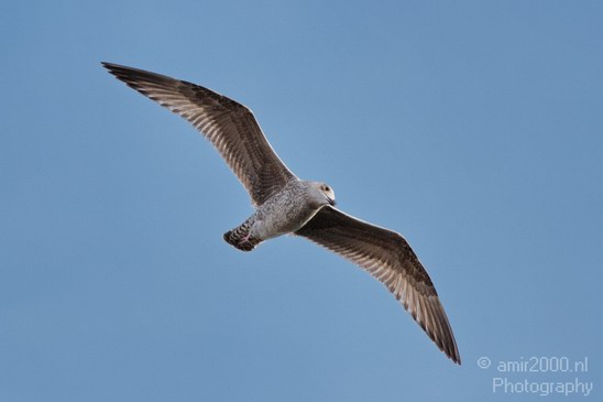 Seagull_Nature_Landscape_Photography_001_Canon_EOS_7D.JPG