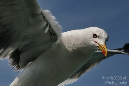 Seagull_Nature_Landscape_Photography_002_Canon_EOS_400D_DIGITAL.JPG