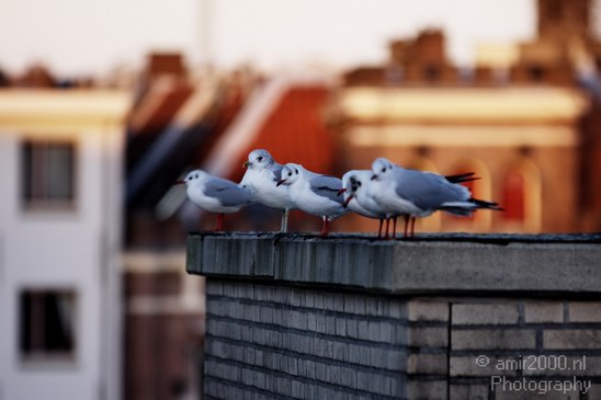 Seagull_Nature_Landscape_Photography_002_Canon_EOS_50D.JPG