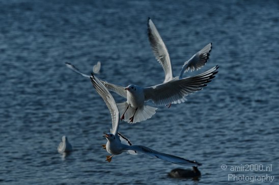Seagull_Nature_Landscape_Photography_002_Canon_EOS_7D.JPG