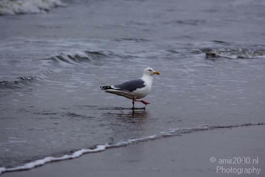 Seagull_Nature_Landscape_Photography_003_Canon_EOS_50D.JPG