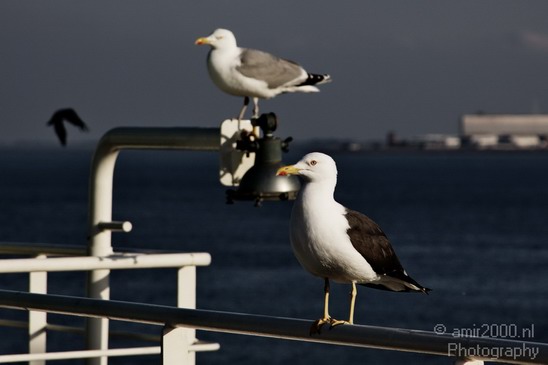 Seagull_Nature_Landscape_Photography_004_Canon_EOS_50D.JPG