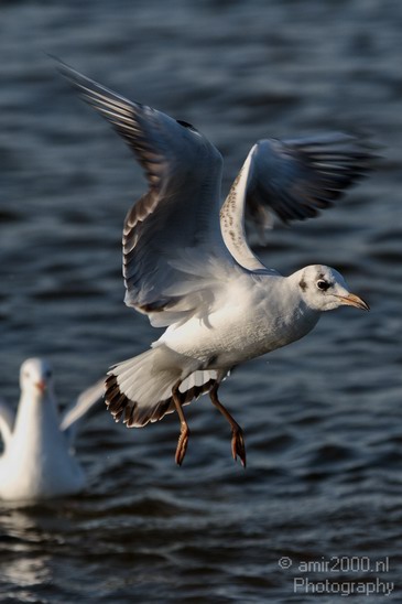 Seagull_Nature_Landscape_Photography_006_Canon_EOS_7D.JPG