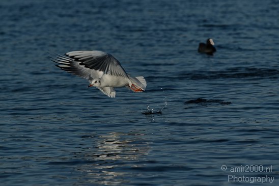 Seagull_Nature_Landscape_Photography_007_Canon_EOS_7D.JPG