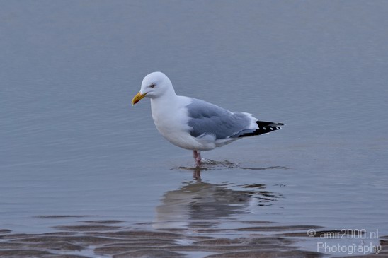 Seagull_Nature_Landscape_Photography_015_Canon_EOS_7D.JPG