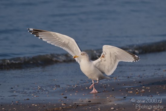 Seagull_Nature_Landscape_Photography_018_Canon_EOS_7D.JPG