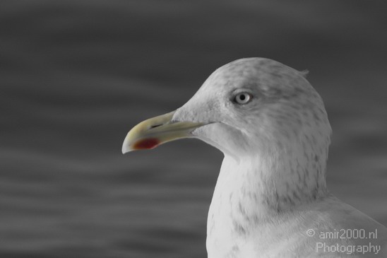 Seagull_Nature_Landscape_Photography_022_Canon_EOS_7D.JPG