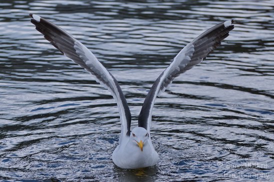 Seagull_Nature_Landscape_Photography_024_Canon_EOS_7D.JPG