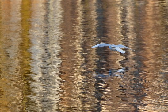 Seagull_and_Water_Reflection_Nature_Landscape_Photography_001_Canon_EOS_7D.JPG