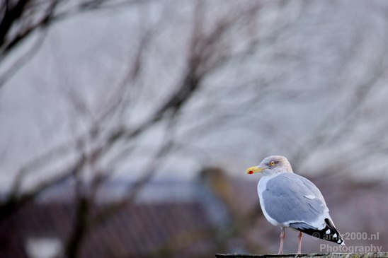 Seagull_birds_nature_Photography_001_Canon_EOS_5D_Mark_IV.JPG