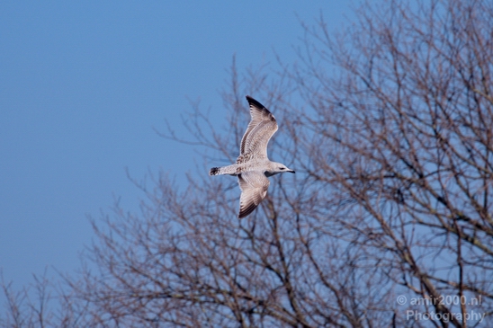 Seagull_birds_nature_Photography_003_Canon_EOS_5D_Mark_IV.JPG