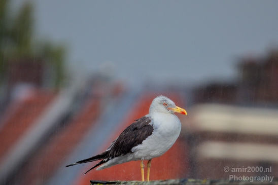 Seagull_birds_nature_Photography_004_Canon_EOS_5D_Mark_IV.JPG