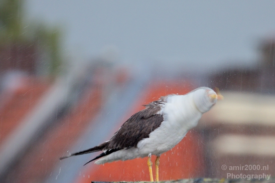 Seagull_birds_nature_Photography_005_Canon_EOS_5D_Mark_IV.JPG