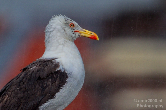 Seagull_birds_nature_Photography_006_Canon_EOS_5D_Mark_IV.JPG
