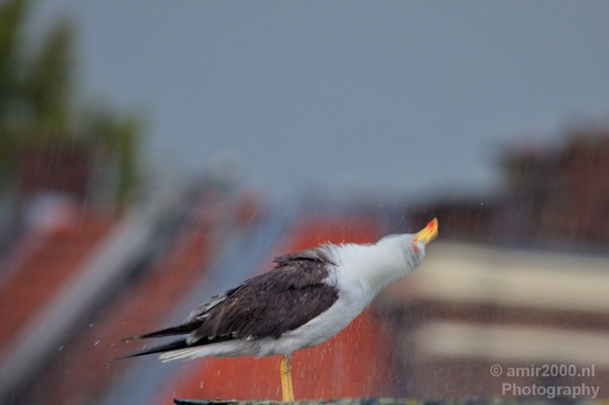 Seagull_birds_nature_Photography_007_Canon_EOS_5D_Mark_IV.JPG