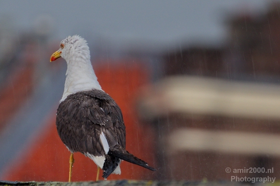 Seagull_birds_nature_Photography_008_Canon_EOS_5D_Mark_IV.JPG