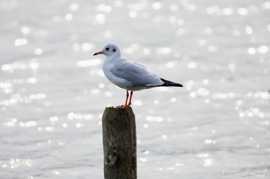 Seagull_birds_nature_Photography_011_Canon_EOS_5D_Mark_IV.JPG