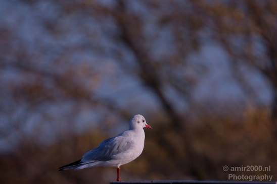 Seagull_birds_nature_Photography_012_Canon_EOS_5D_Mark_IV.JPG
