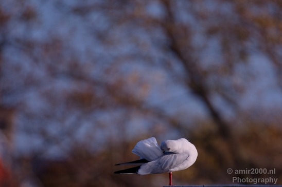 Seagull_birds_nature_Photography_013_Canon_EOS_5D_Mark_IV.JPG