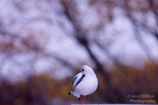 Seagull_birds_nature_Photography_014_Canon_EOS_5D_Mark_IV.JPG