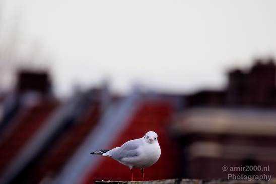 Seagull_birds_nature_Photography_016_Canon_EOS_5D_Mark_IV.JPG