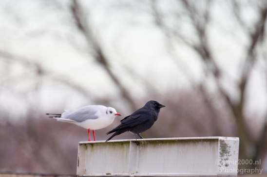 Seagull_birds_nature_Photography_017_Canon_EOS_5D_Mark_IV.JPG