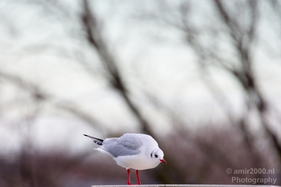 Seagull_birds_nature_Photography_018_Canon_EOS_5D_Mark_IV.JPG