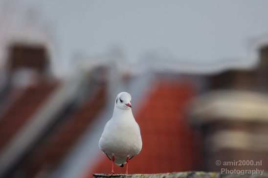Seagull_birds_nature_Photography_019_Canon_EOS_5D_Mark_IV.JPG