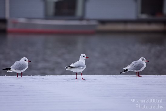 Seagull_nature_Landscape_Photography_001_Canon_EOS_5D_Mark_IV.JPG