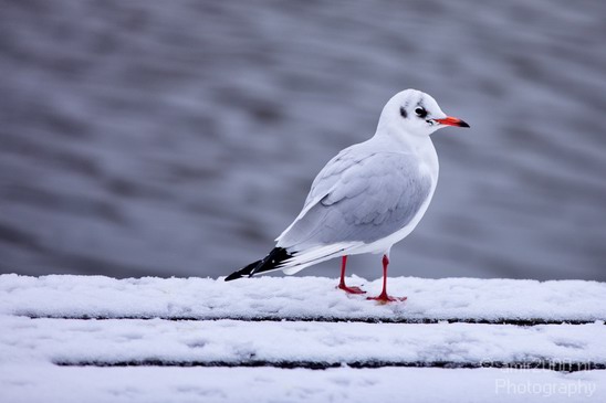 Seagull_nature_Landscape_Photography_002_Canon_EOS_5D_Mark_IV.JPG