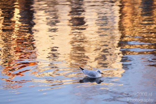 Seagull_nature_Landscape_Photography_004_Canon_EOS_5D_Mark_IV.JPG
