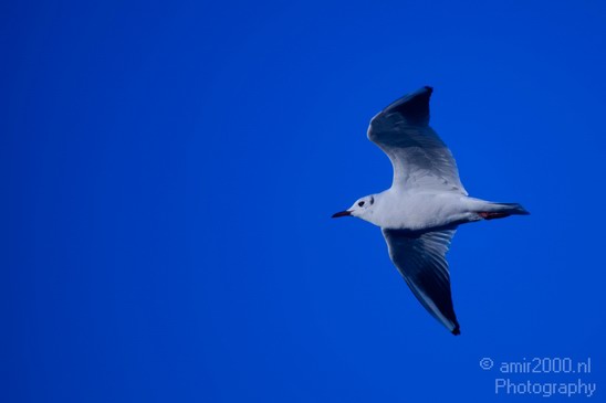Seagull_nature_Landscape_Photography_005_Canon_EOS_5D_Mark_IV.JPG